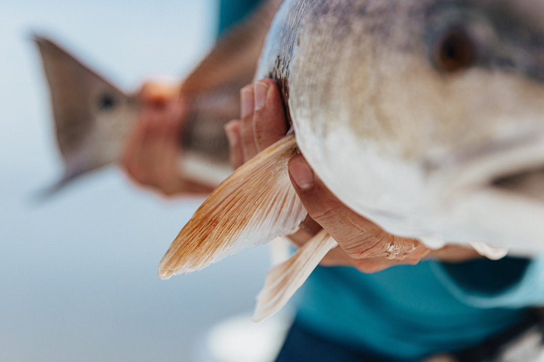 Targeting Redfish on The Fly For Complete Dummies.